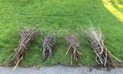 Four piles of tree branches