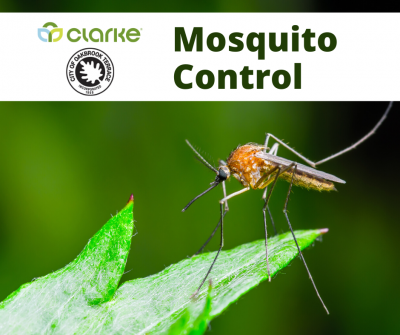 mosquito control