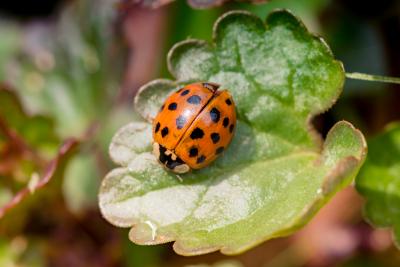 ladybug